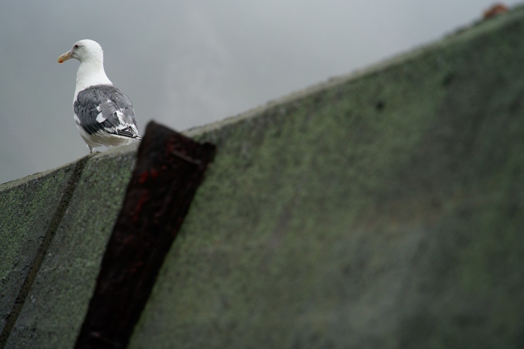 Jak położyć papę na dach płaski? Poradnik krok po kroku